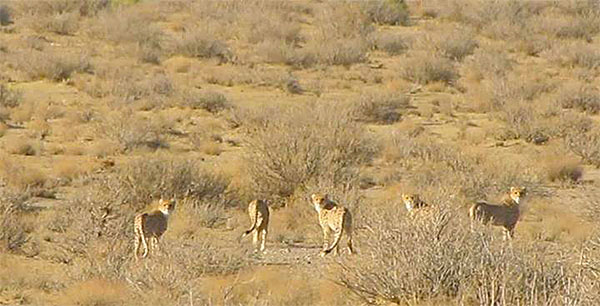Five Asiatic cheetahs in Khar Turan NP, Iran