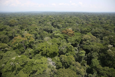 Central African Rainforests