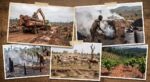 Who is killing Africa's forests?